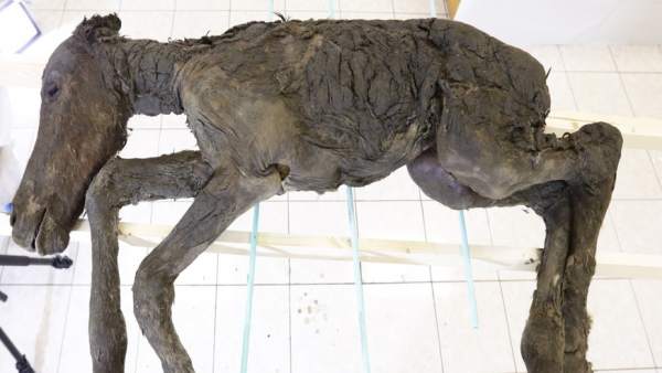 Encuentran sangre líquida y orina en un potro congelado hace 42.000 años