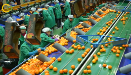 Asaja Córdoba pide que los módulos de IRPF para olivar y cítricos compensen la crisis de precios