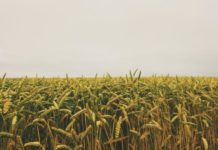 La provincia registra pérdidas irreparables de entre el diez y veinte por ciento en cereal de invierno