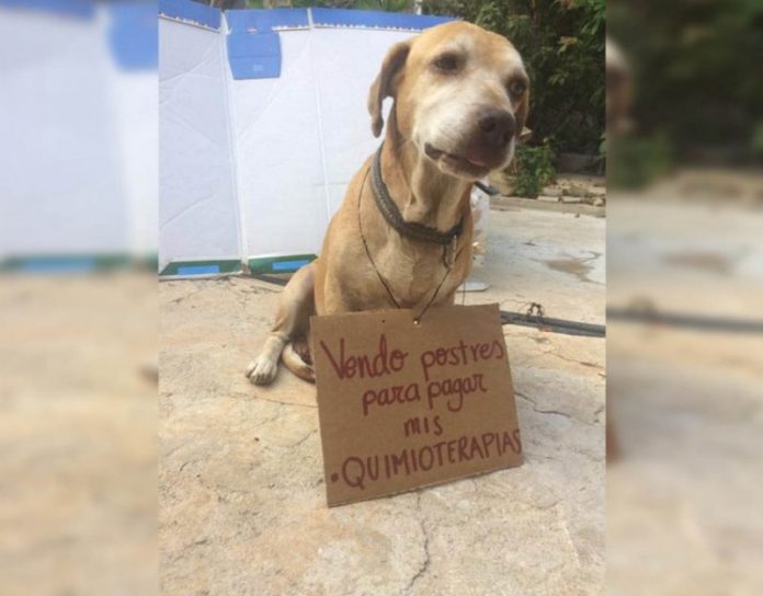 La historia de un perro que pide ayuda para financiar su quimioterapia La historia de un perro que pide ayuda para financiar su quimioterapia