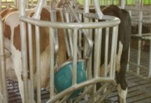 Un veterinario holandés enseña a las vacas a usar un recipiente para reducir las emisiones de gases contaminantes