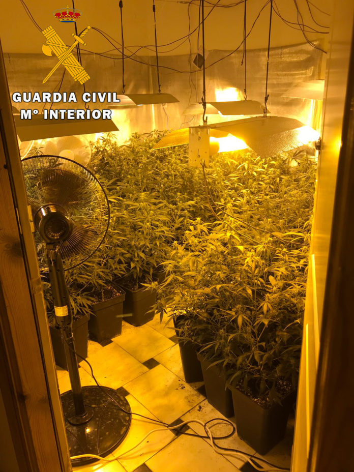 La Guardia Civil desmantela una plantación de marihuana en Rute y detiene a una persona