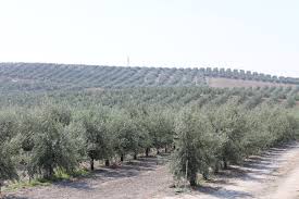 Asaja Córdoba lamenta que el Gobierno haya atendido parcialmente sus peticiones de la rebaja de los módulos de IRPF