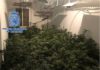 La Policía Nacional se incauta de más de 14 kilogramos de marihuana desmantelando una plantación en Córdoba