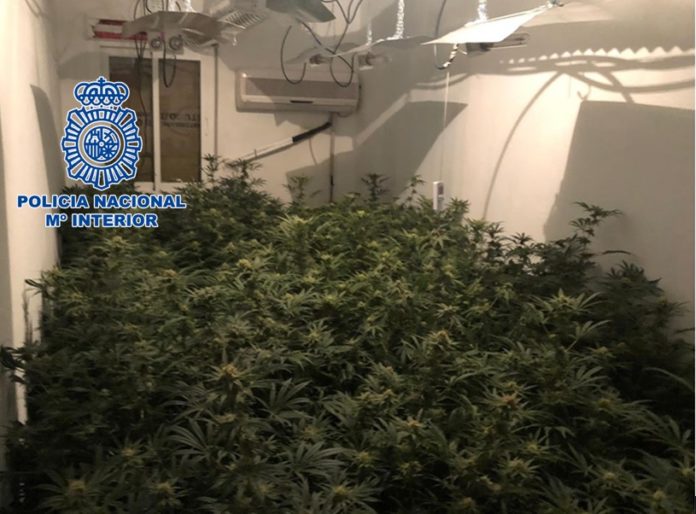 La Policía Nacional se incauta de más de 14 kilogramos de marihuana desmantelando una plantación en Córdoba