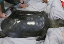 Muere la última hembra conocida de una especie de tortugas en peligro de extinción