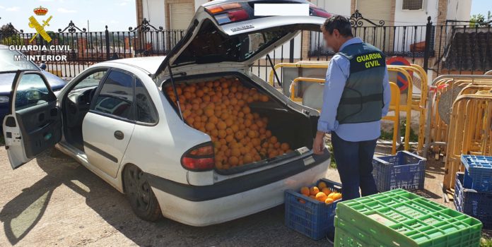 La Guardia Civil detiene en Almodóvar del Río a un vecino de Córdoba como supuesto autor de un delito de hurto de naranjas y espárragos