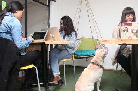 Una universidad madrileña, pionera en implantar terapias con perros para desestresar a los alumnos