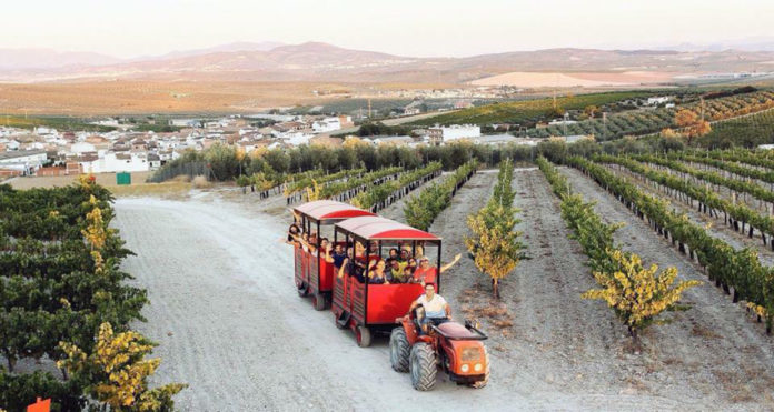 La Ruta Montilla-Moriles bate su récord de visitas