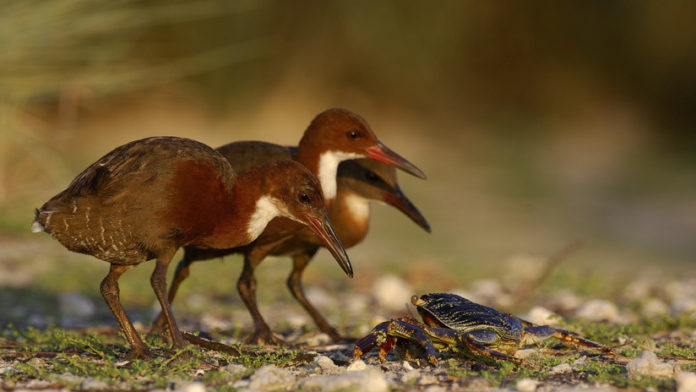 Un ave extinta hace 136.000 años volvió a la vida por un raro capricho de la evolución