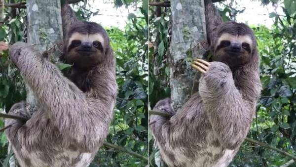 La peculiar forma con la que un perezoso agradece a un hombre que le salvara la vida