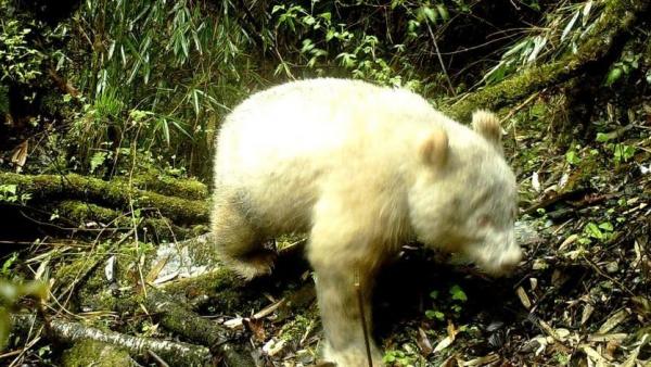 Primeras imágenes de un oso panda albino en una reserva China, inédito hasta ahora
