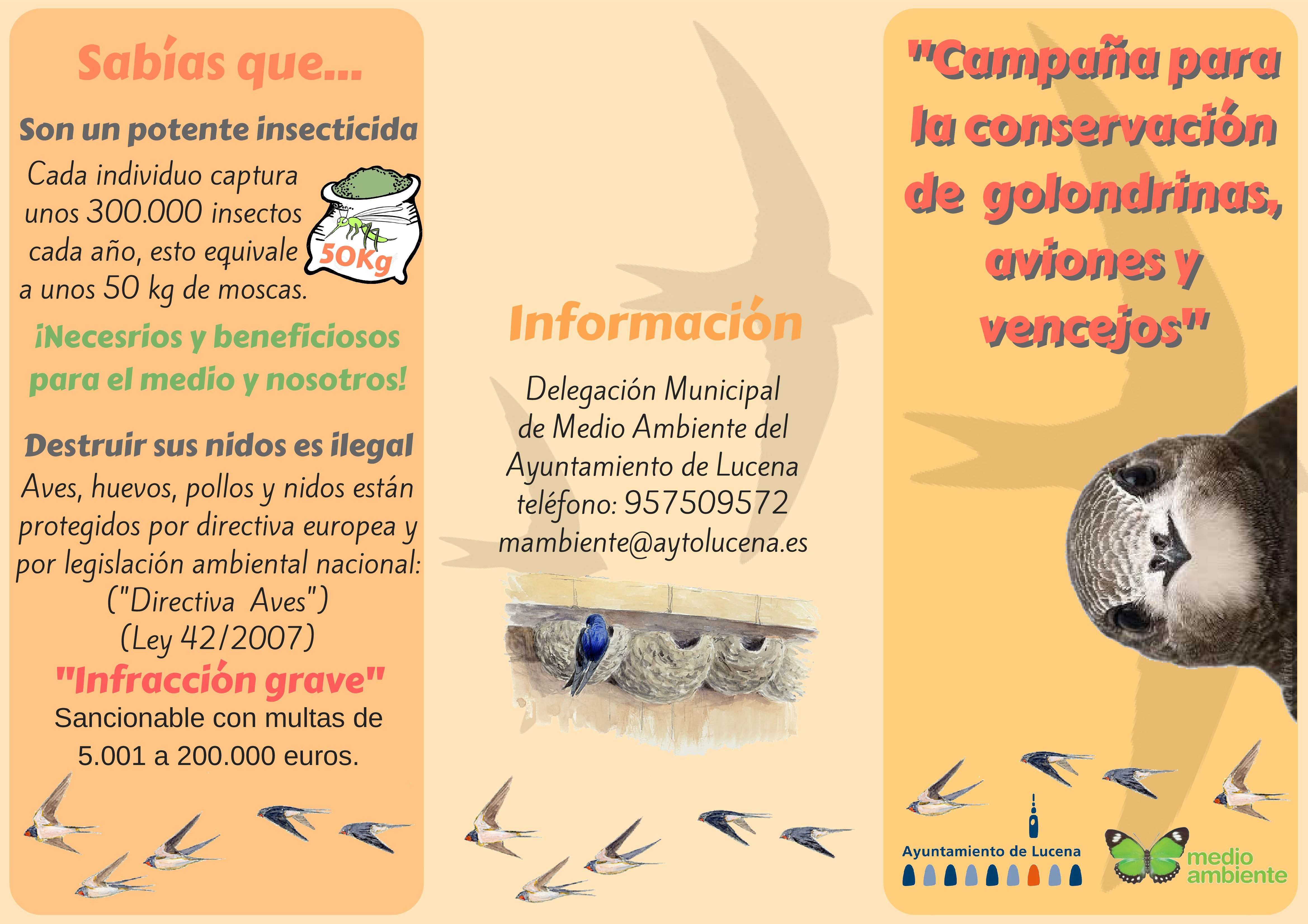 Lucena apuesta por la conservación de golondrinas, aviones y vencejos