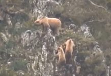 Captan en vídeo el momento previo a la emancipación de los oseznos en Cantabria