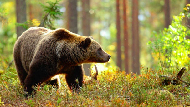 Un oso en libertad cruza la frontera de España a Portugal por primera vez en dos siglos