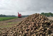 Una firma cordobesa consigue aumentar la producción de remolacha azucarera con el uso de bioactivadores