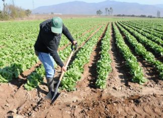 El registro horario crea “incertidumbre” en los agricultores por ser difícil de aplicar en el campo