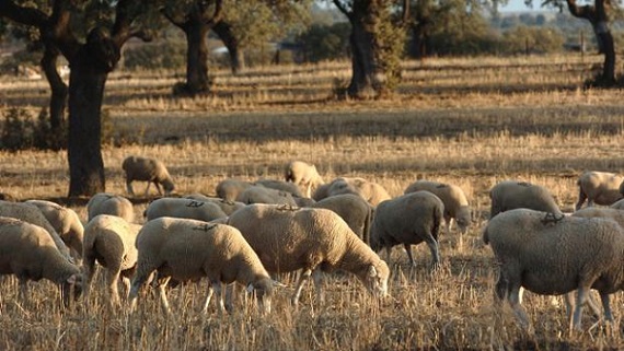 Asaja Córdoba alerta de la falta de pastos en las explotaciones ganaderas