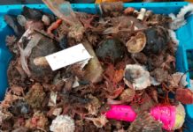 El CSIC advierte que la basura invade las redes de pesca en las áreas más próximas a las ciudades