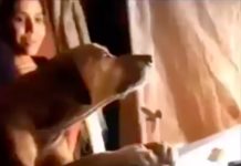 Un perro se aferra al ataud de su amo, no queriendo ser separado